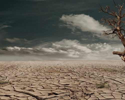A solitary tree stands against a cracked, arid landscape under a cloudy sky, illustrating drought and desertification.